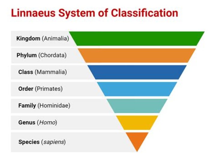 What is the classification of erhu