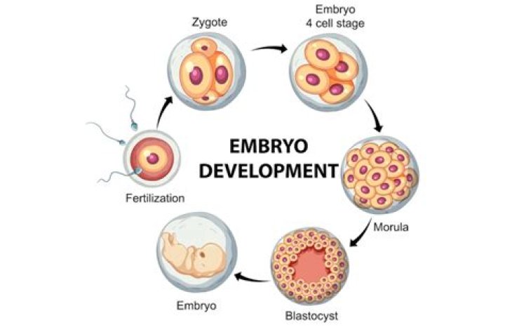 What is the correct order of embryonic development?