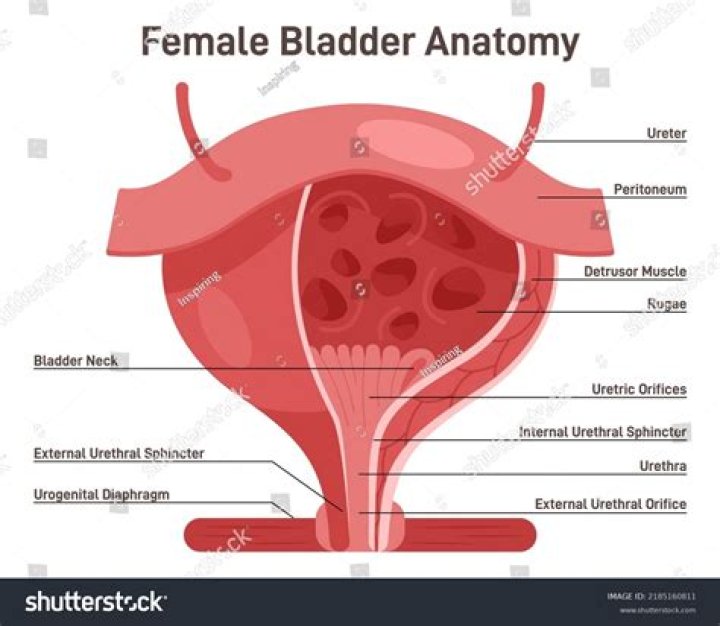What is the diameter of the female urethra