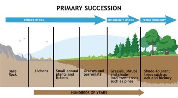 What is the difference between a successional stage and a climax community