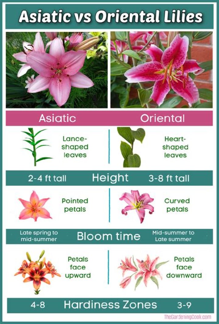 What is the difference between Asian Oriental lilies