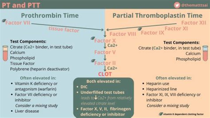 What is the difference between prothrombin time and activated partial thromboplastin time
