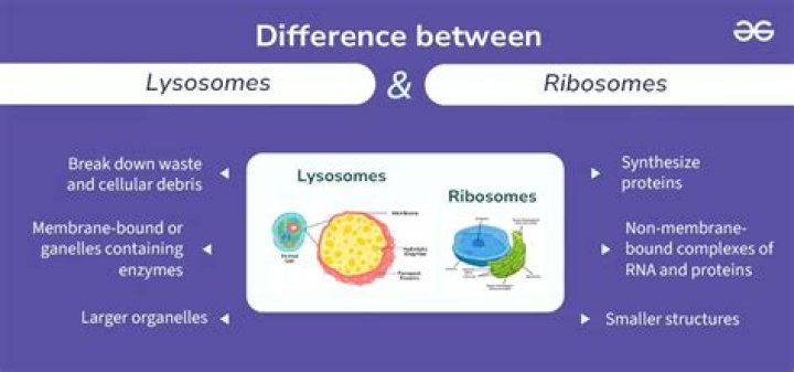 What is the difference between ribosome and ribozyme