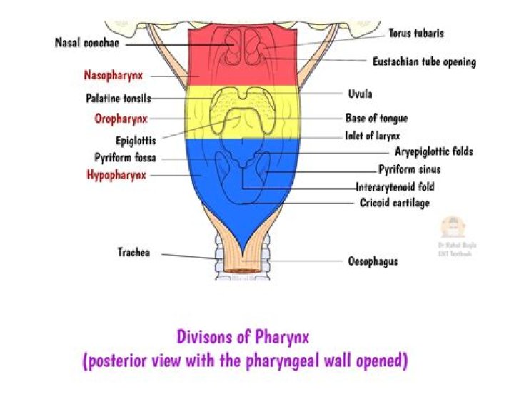 What is the difference between the nasopharynx oropharynx and laryngopharynx?