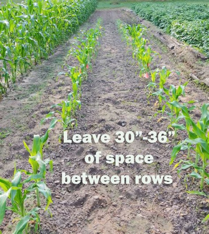 What is the distance between corn rows