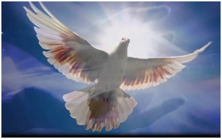 What is the full meaning of NLN