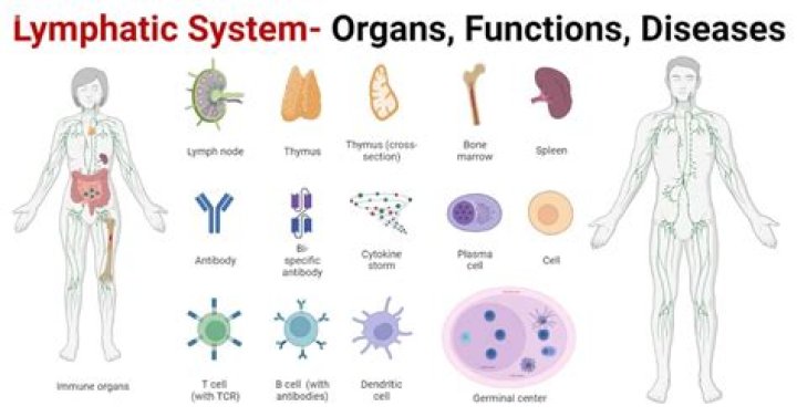 What is the function of blood in the lymphatic system
