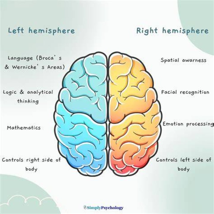 What is the function of the cerebellar hemisphere?