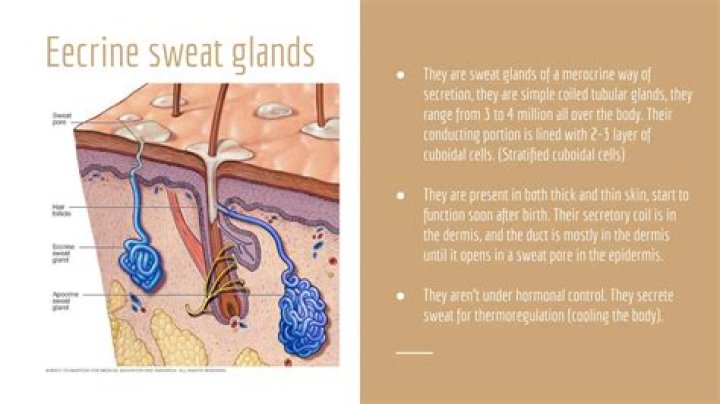 What is the function of the eccrine glands