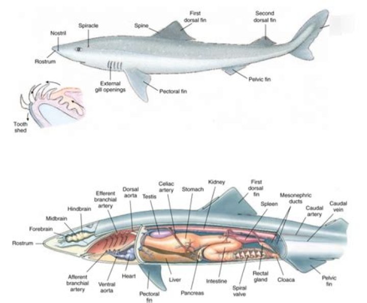 What is the function of the liver in a dogfish shark