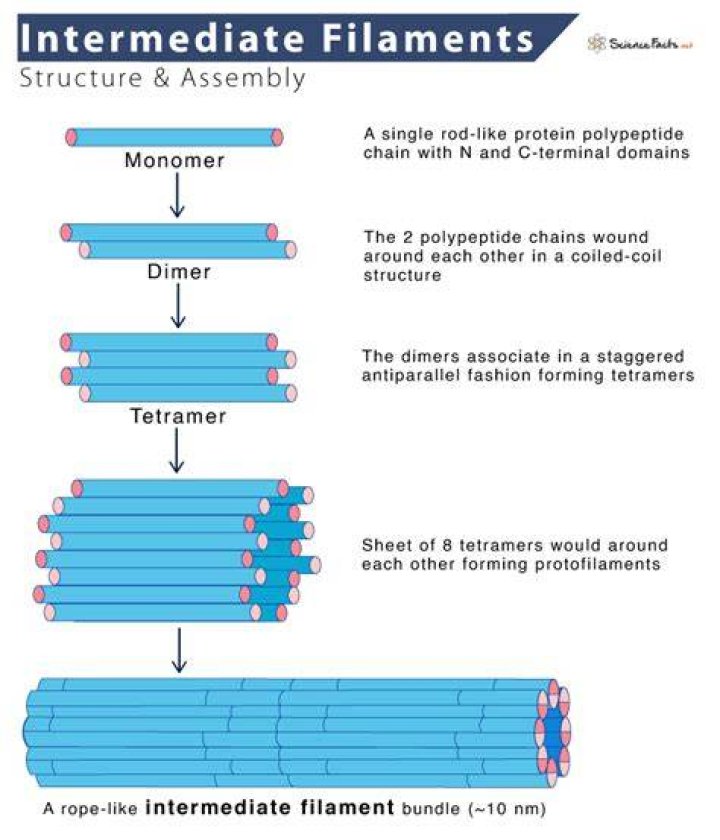 What is the function of Tonofilament?