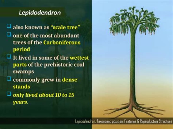 What is the geologic range of Lepidodendron