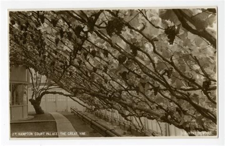 What is the great vine