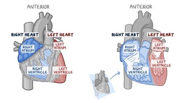 What is the lateral side of the heart