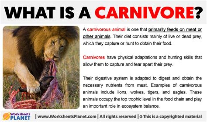 What is the meaning of carnivores in science