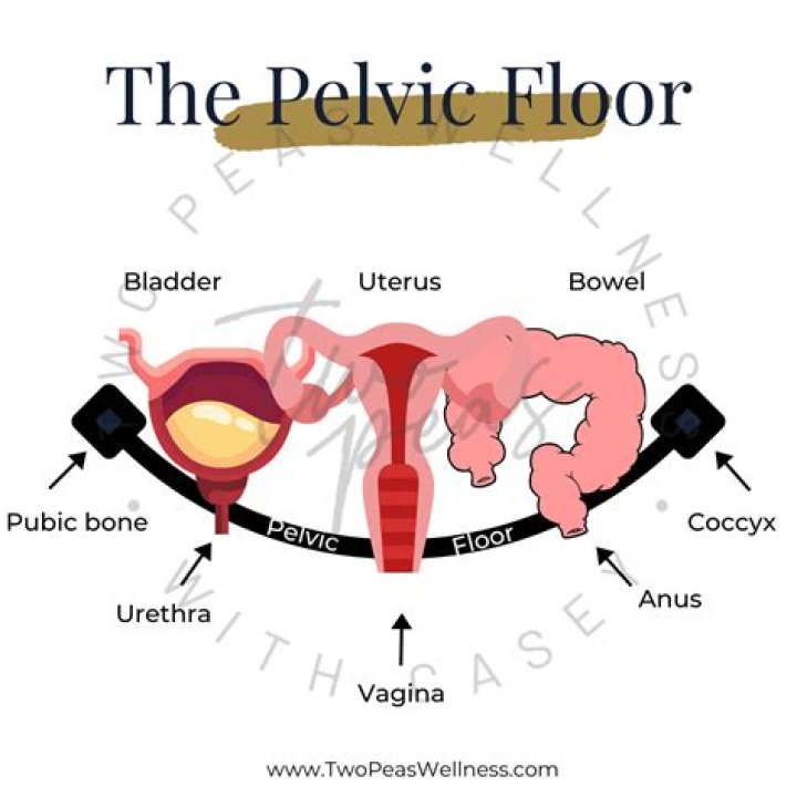 What is the pelvic floor
