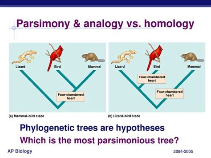 What is the principle of parsimony and how can it be used to distinguish between competing evolutionary trees