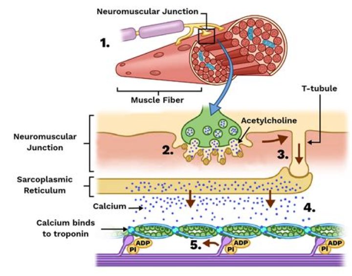 What is the process of neuromuscular junction