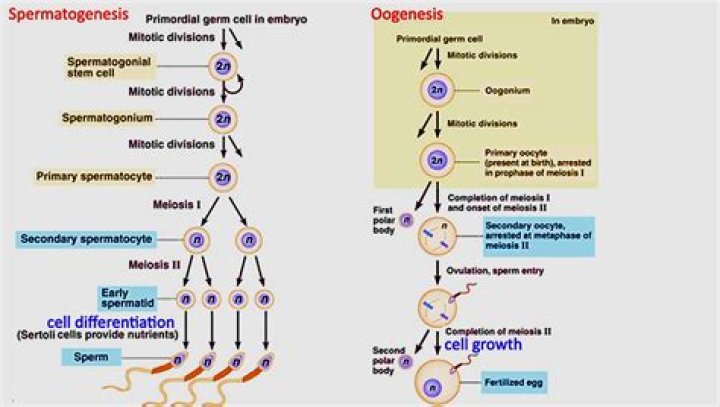 What is the process of spermatogenesis quizlet
