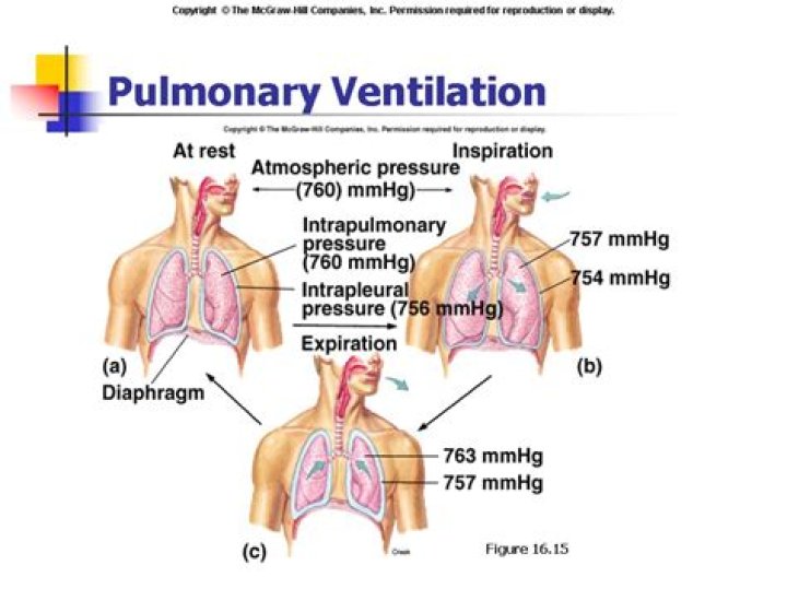 What is the pulmonary ventilation