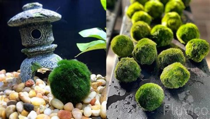 What is the purpose of a moss ball in an aquarium