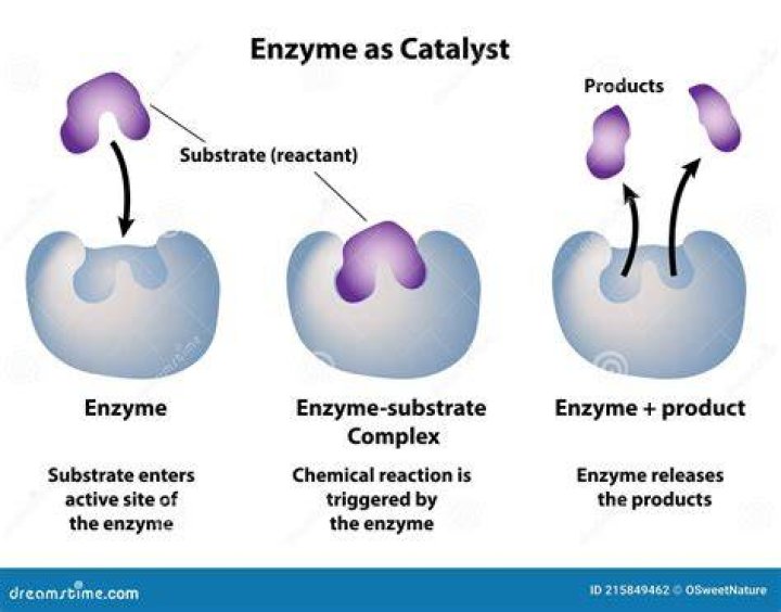 What is the reaction catalyzed by invertase?