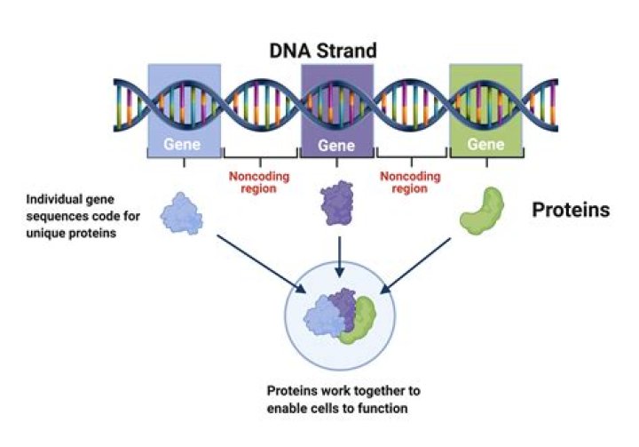 What is the relationship between a protein the cell and DNA