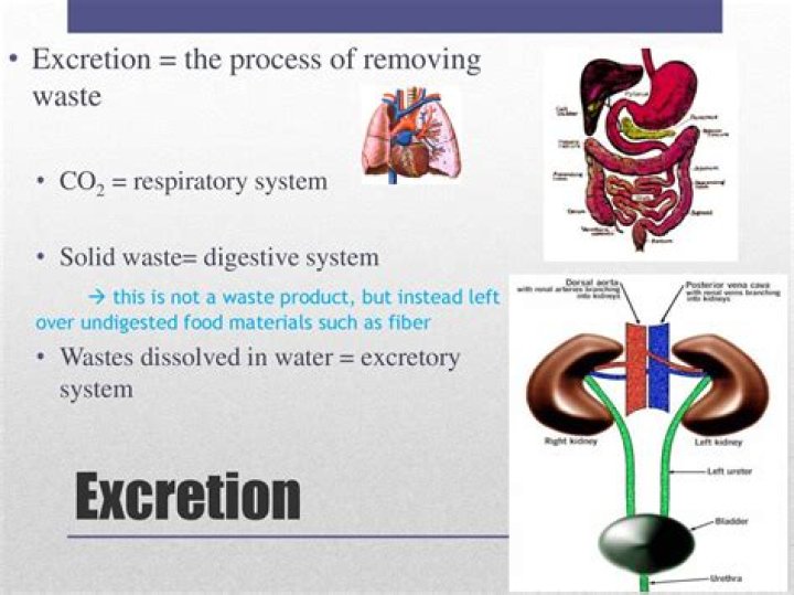 What is the role of the liver in the process of excretion quizlet