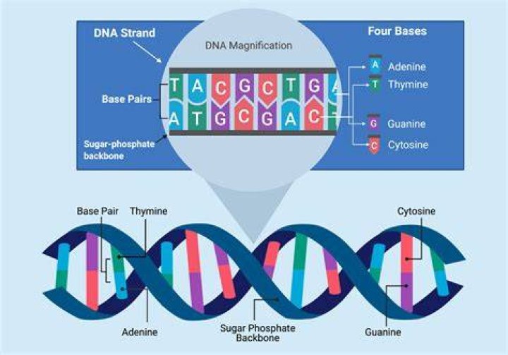 What is the single base in DNA?