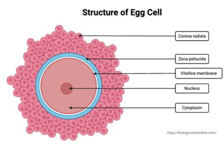 What is the structure of the egg cell