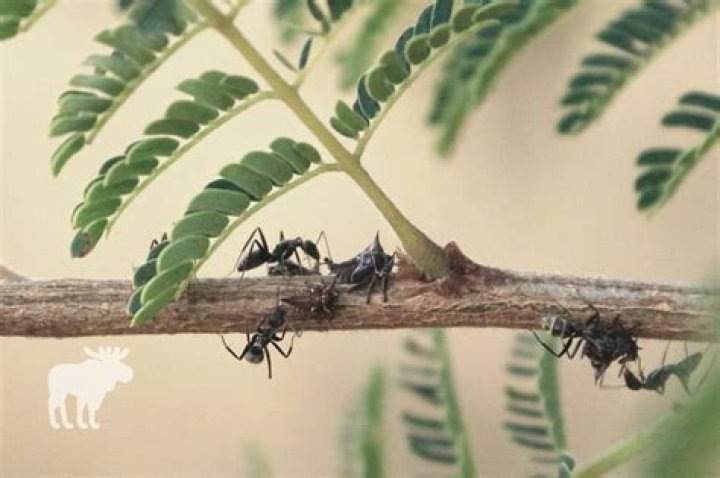What is the symbiotic relationship between ants and acacia trees?