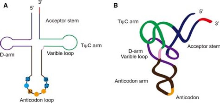 What is the tRNA Anticodon