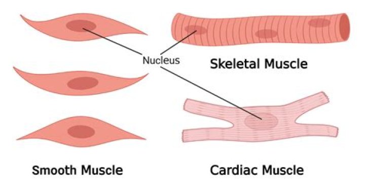 What is visceral smooth muscle