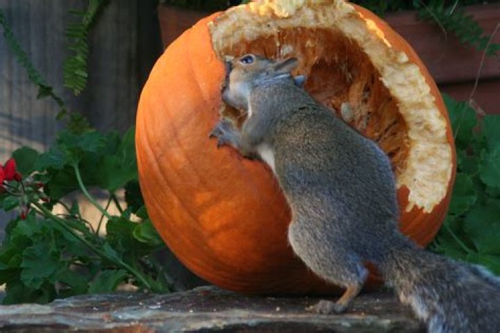 What keeps squirrels from eating pumpkins