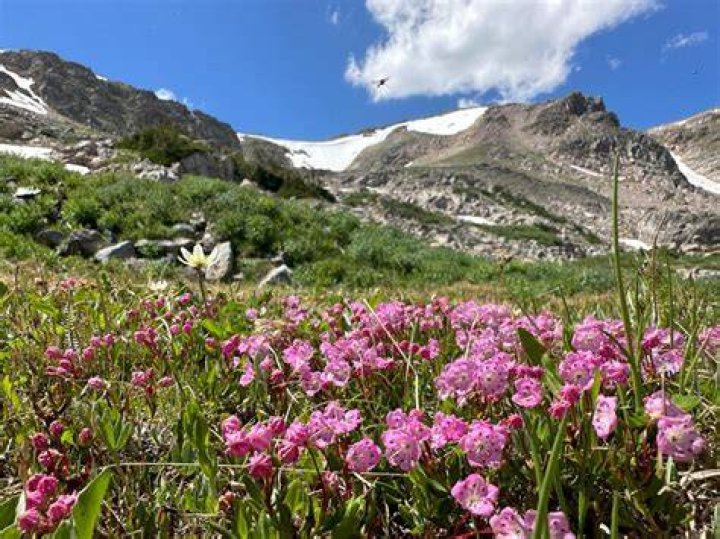 What kind of soil do alpine plants like