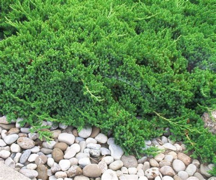 What looks good with creeping Jenny