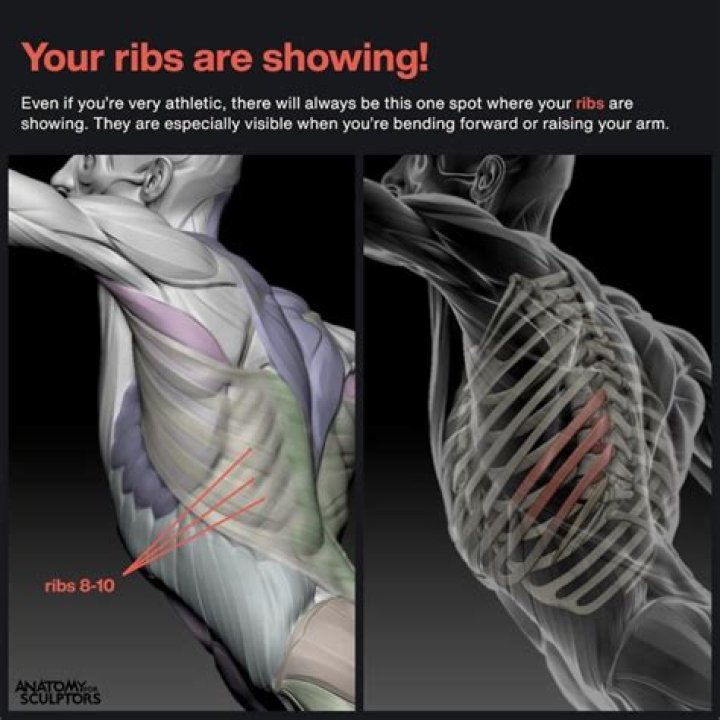 What muscles cover your ribs