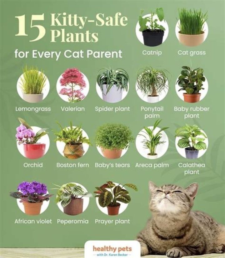 What plants are bad for cats to eat