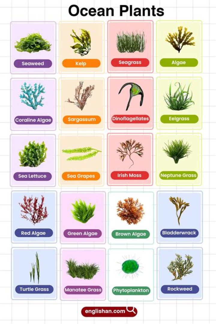 What plants are common on islands?