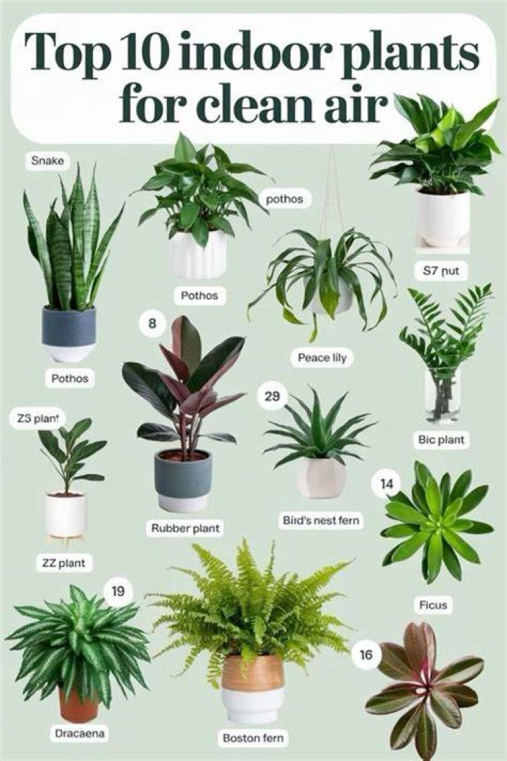 What plants are good for beginners