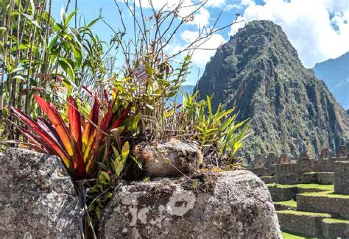 What plants are in Machu Picchu