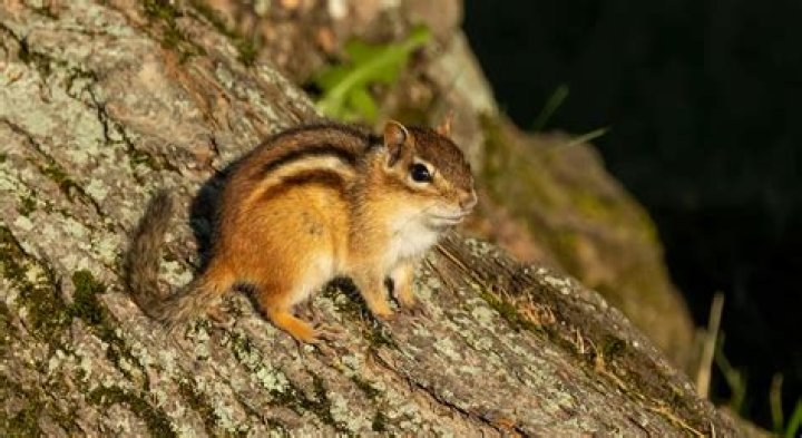 What rodent looks like a chipmunk