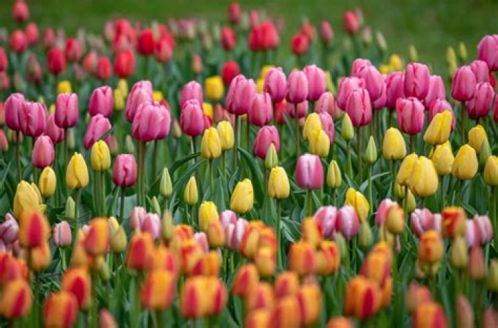 What season do tulips bloom