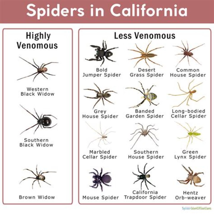 What spiders are in Los Angeles