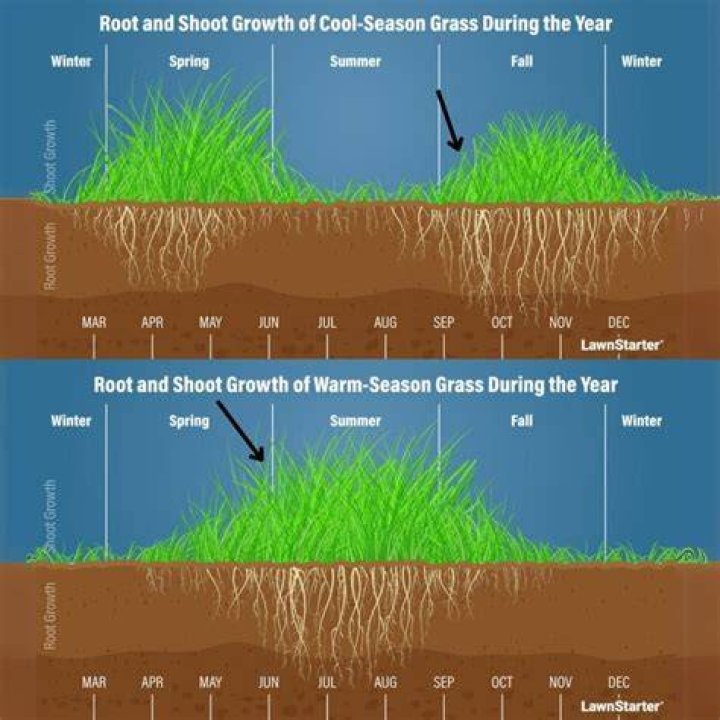 What temp does grass start to grow
