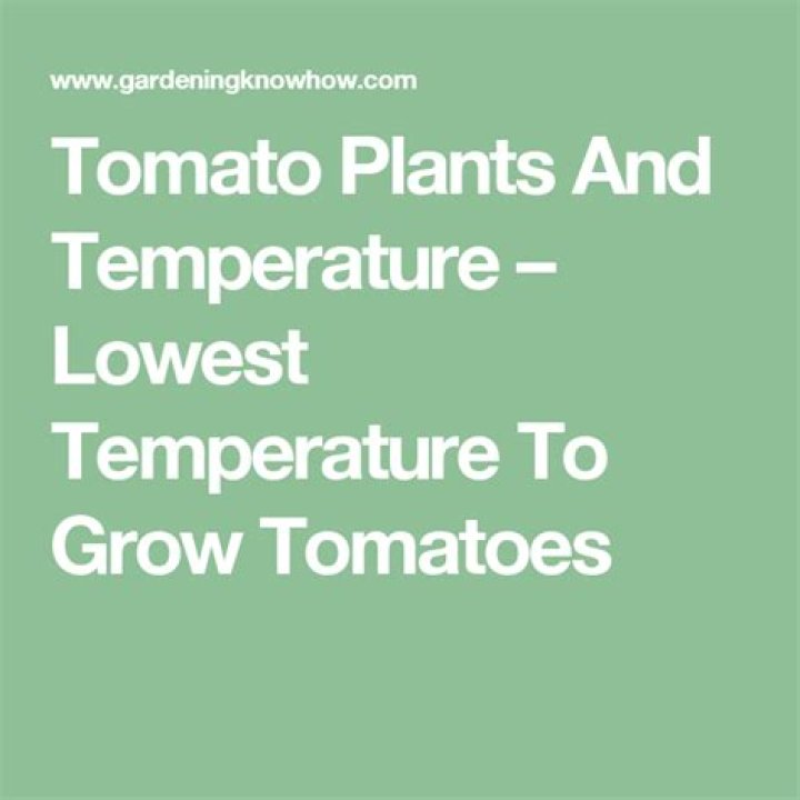 What temperature can tomato plants tolerate