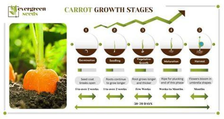 What time of year carrots grow