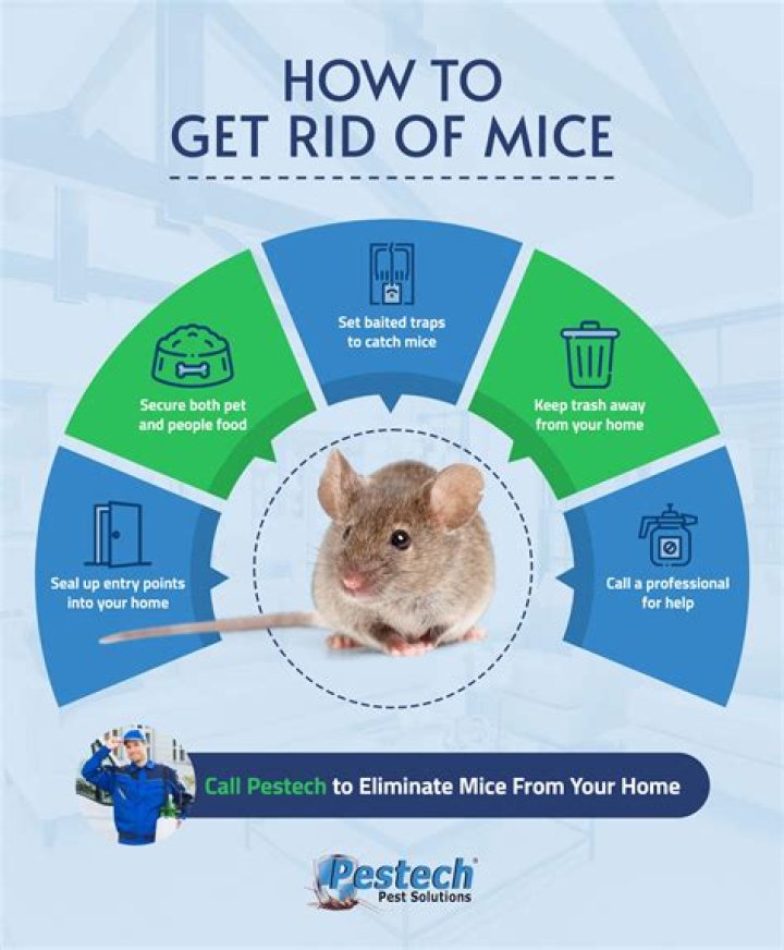 What to do when you find mice in your house