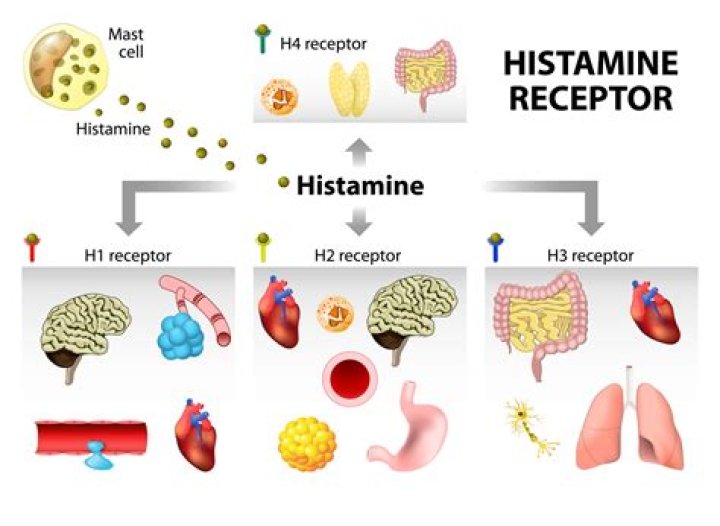 What type of hormone is histamine