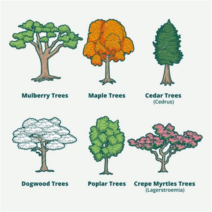 What types of trees are in Illinois
